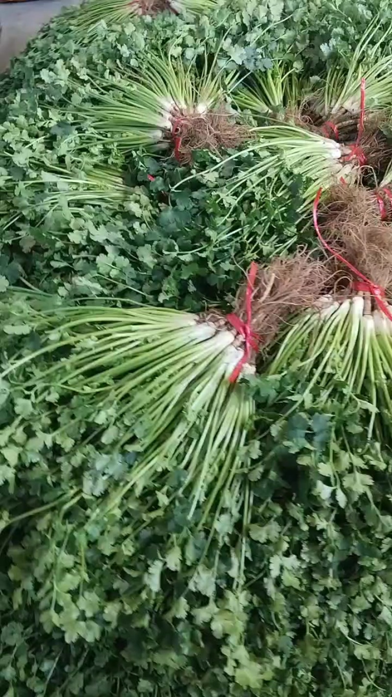 大棚精品矮香菜！！30公分左右！现加工！！！