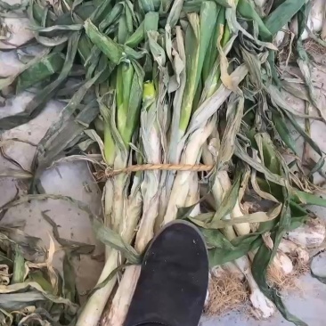 鸡腿大葱