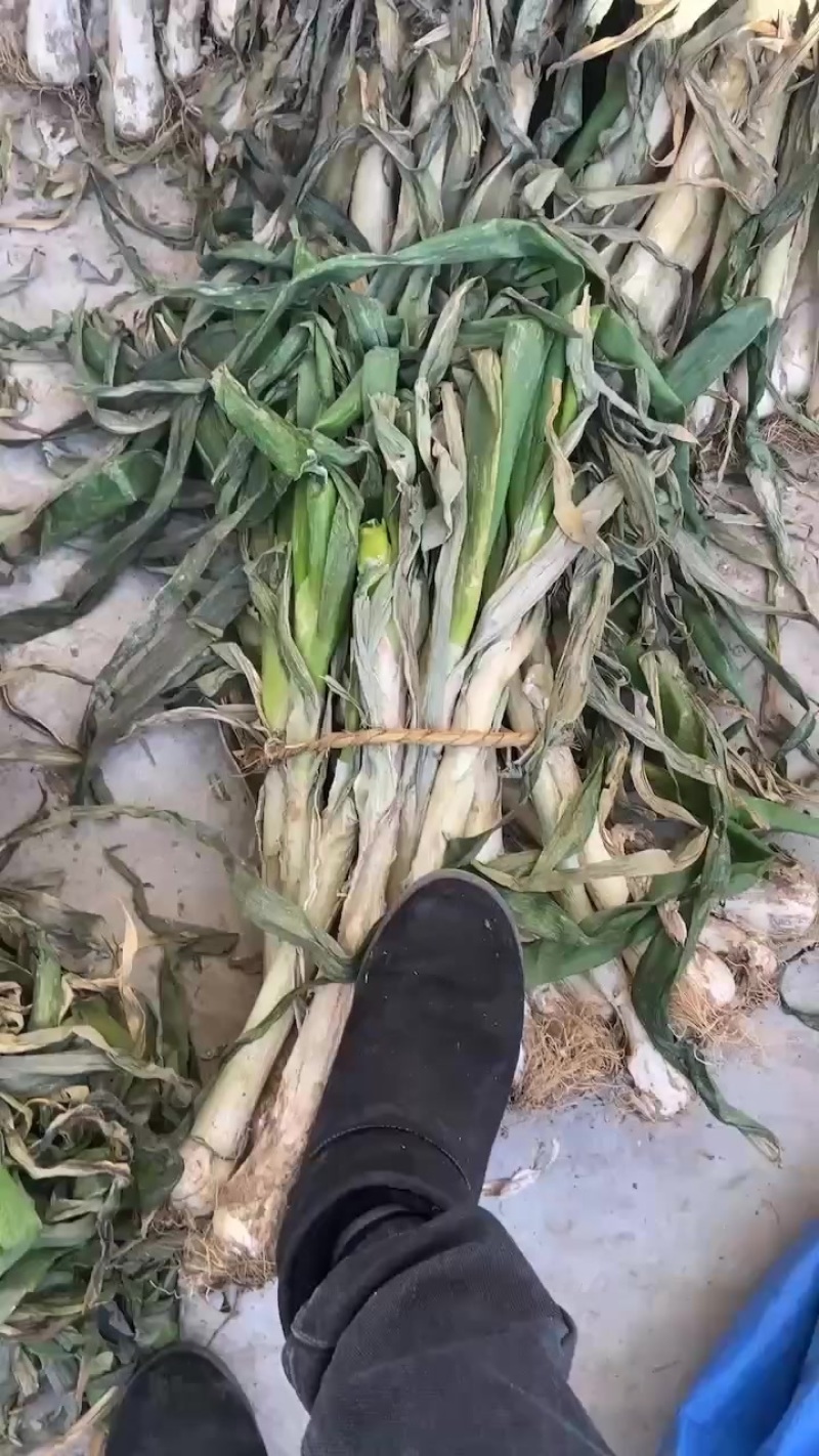 鸡腿大葱