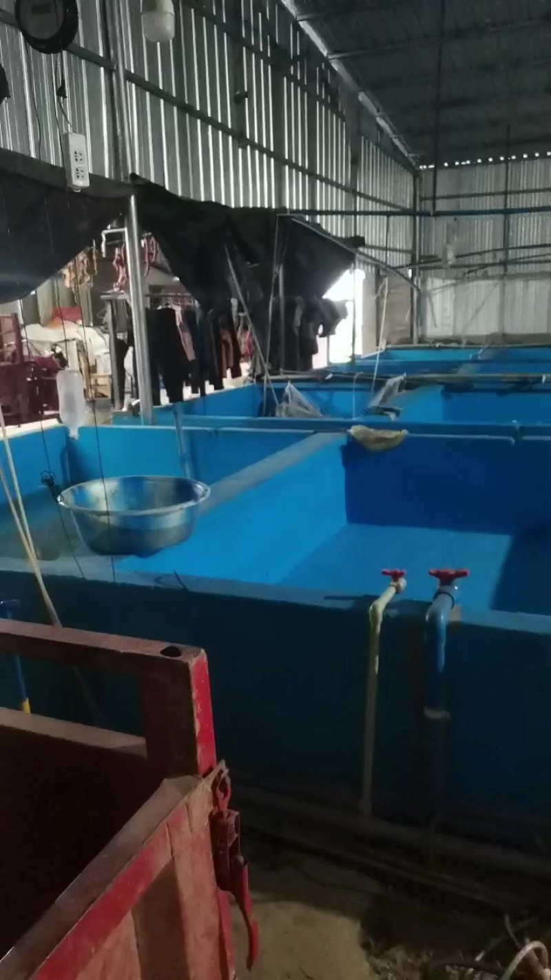 鱼苗孵化厂房