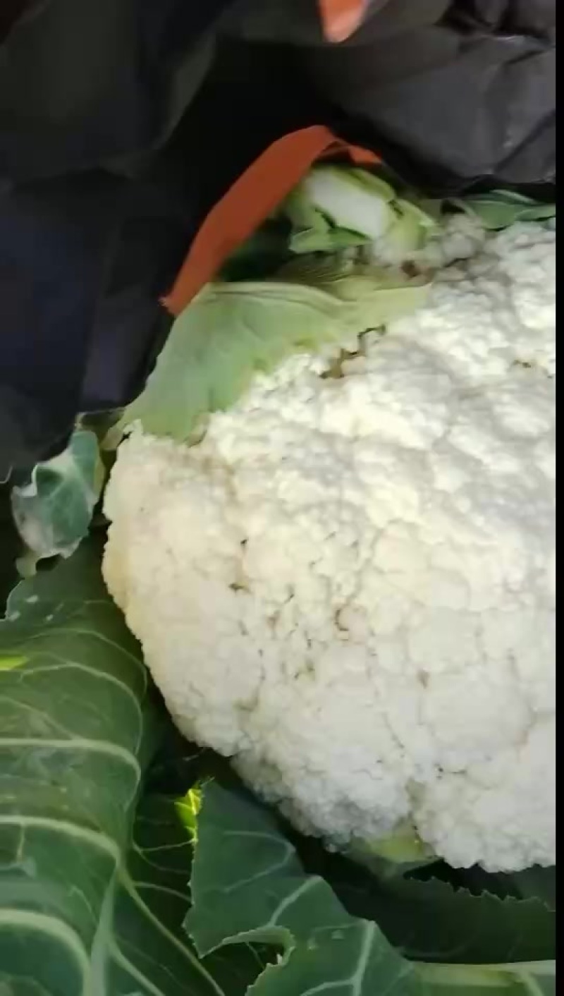 精品花菜