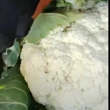 精品花菜