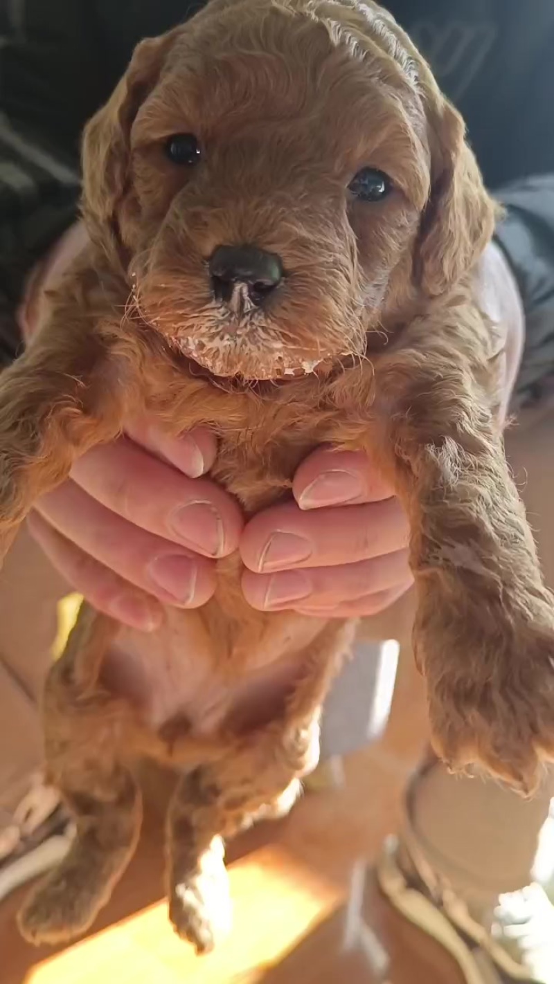 泰迪狗