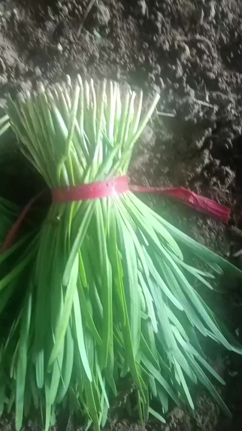 韭菜