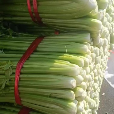 西芹