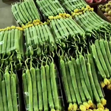 绿皮鲜花丝瓜