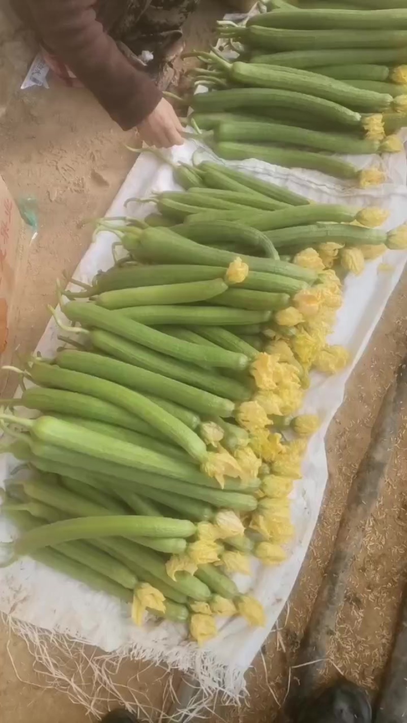 绿皮鲜花丝瓜