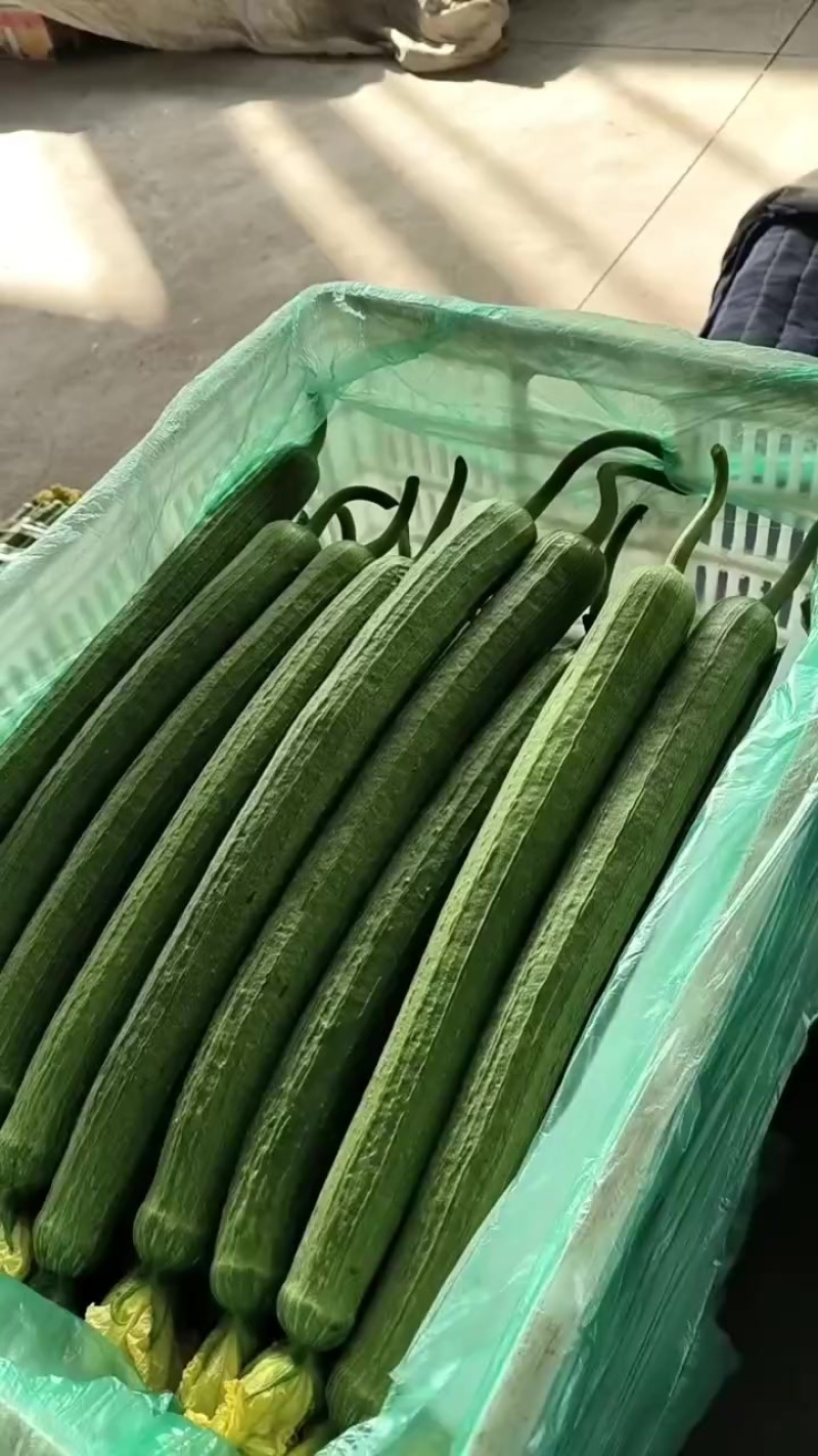绿皮鲜花丝瓜
