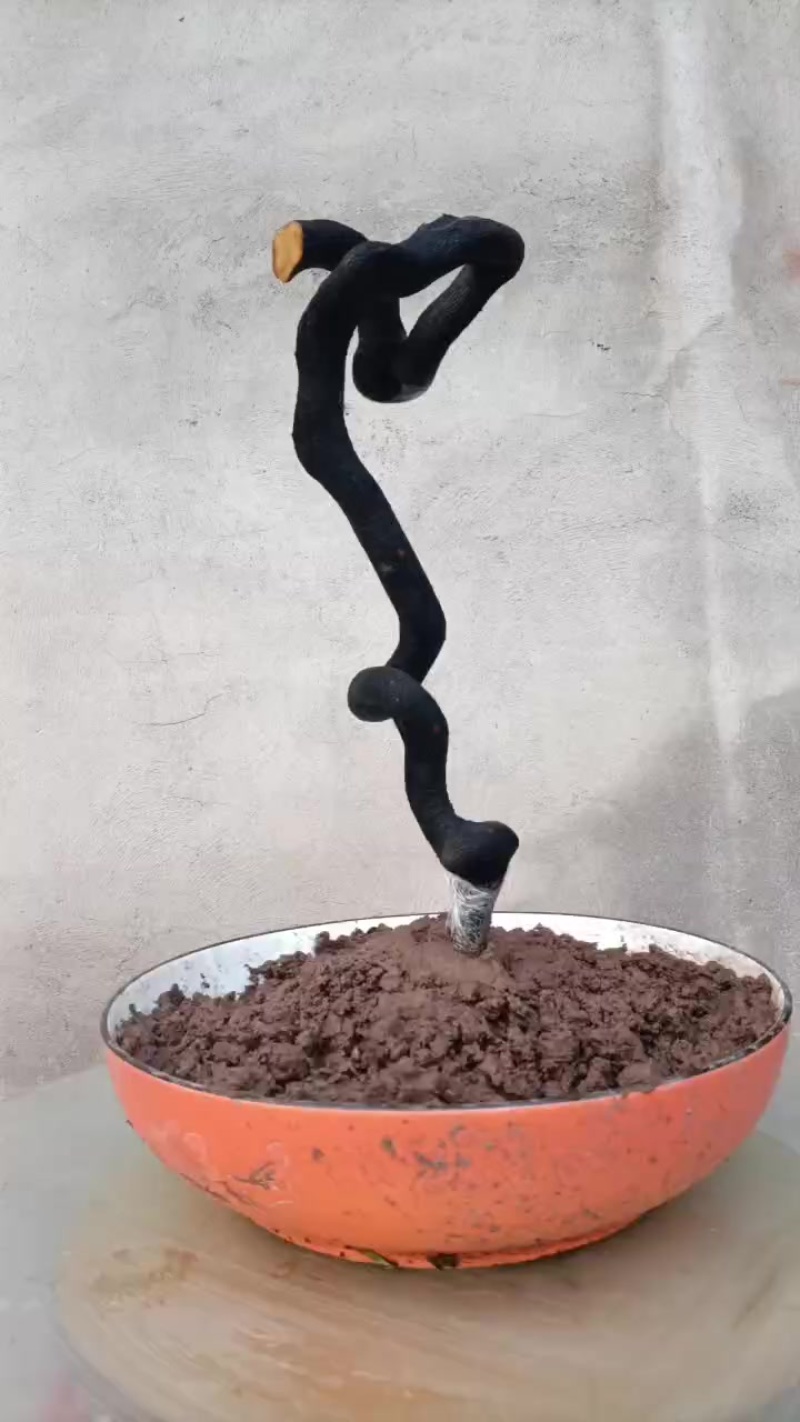 金弹子根艺