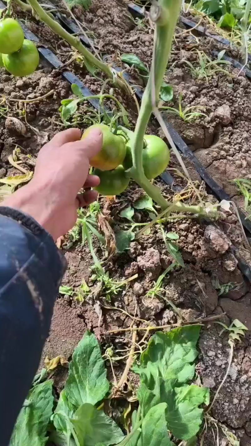 草莓西红柿