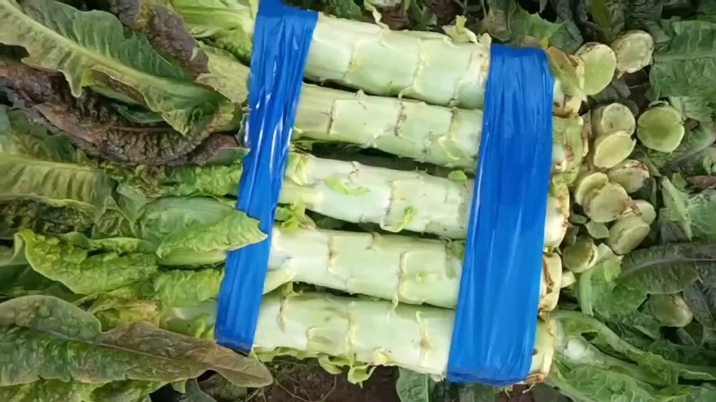 红叶香莴苣