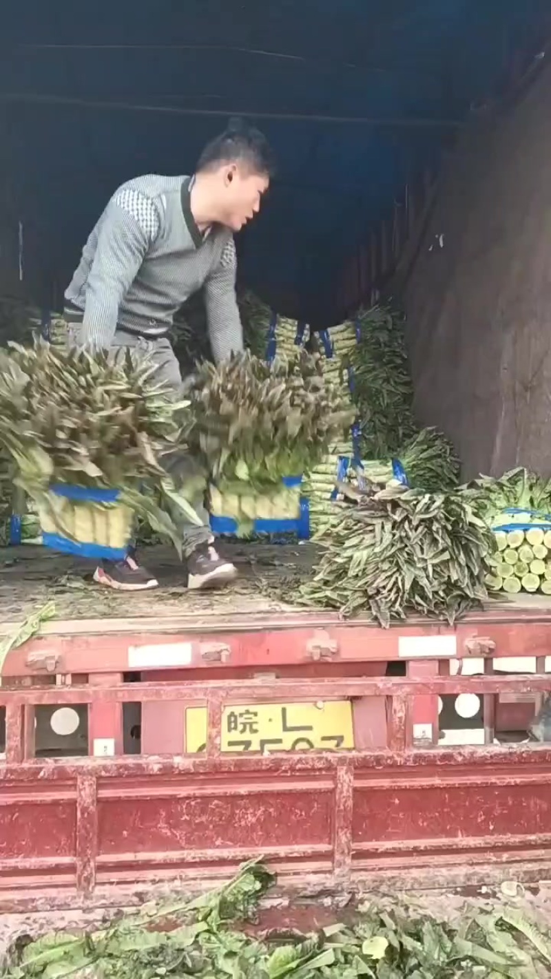 红叶香莴苣