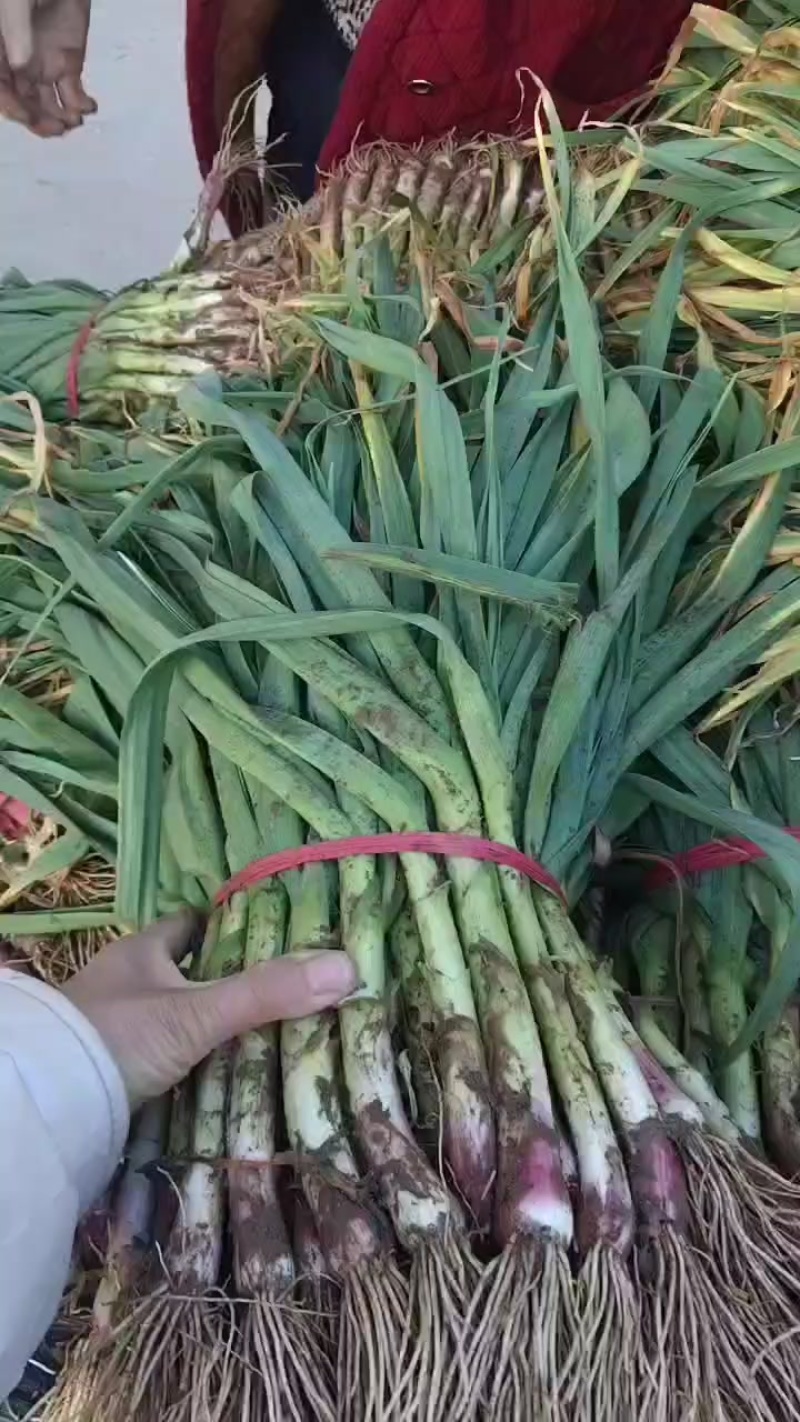 陕西大荔本地红根蒜苗自产自销品质有保证，需要的联系