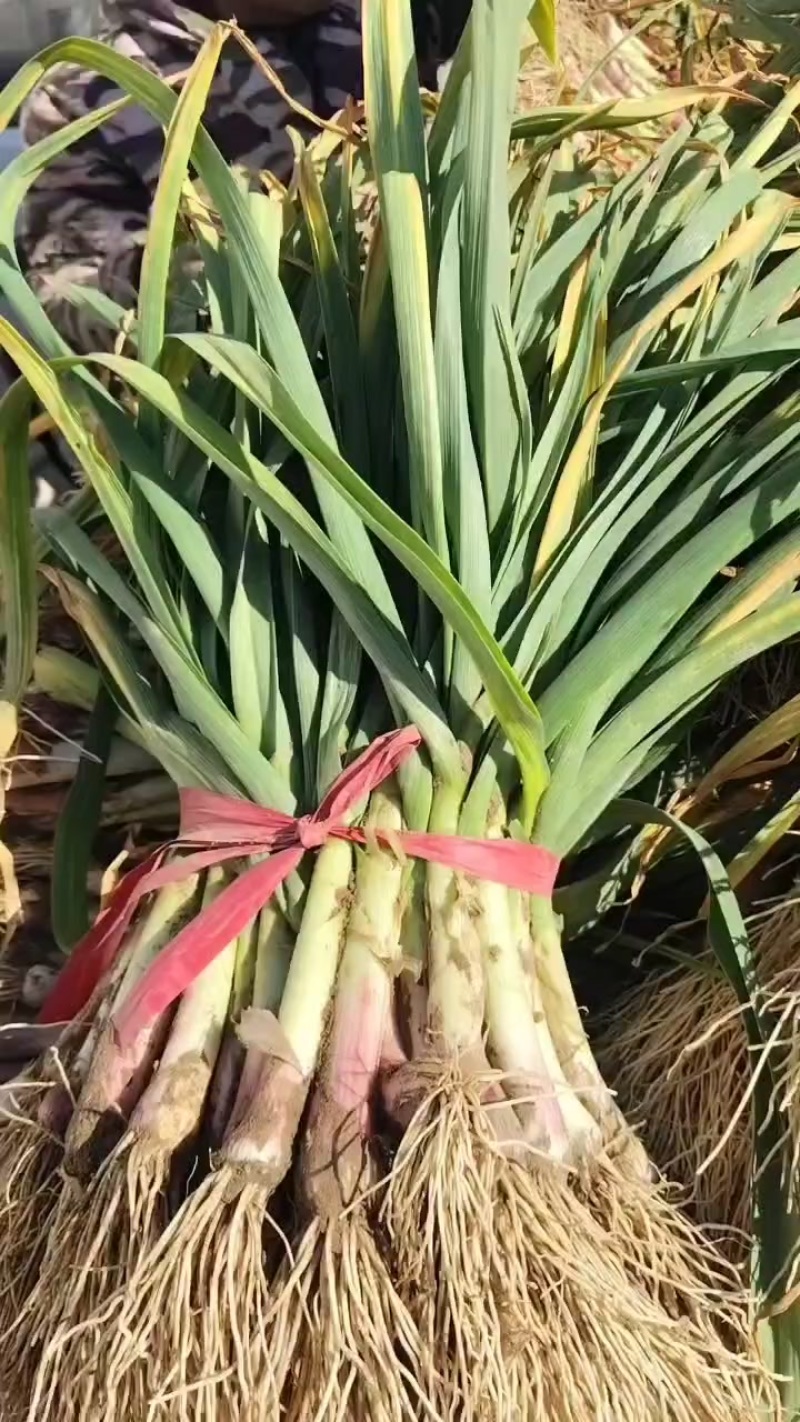 陕西大荔本地红根蒜苗自产自销品质有保证，需要的联系