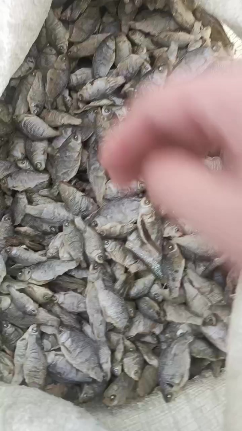 小鱼干，泥鳅鱼干，鲫鱼干，等等