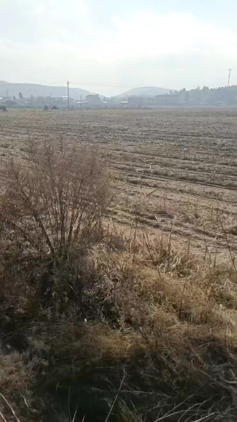 马龙旧县有350亩田地转让有要的***********