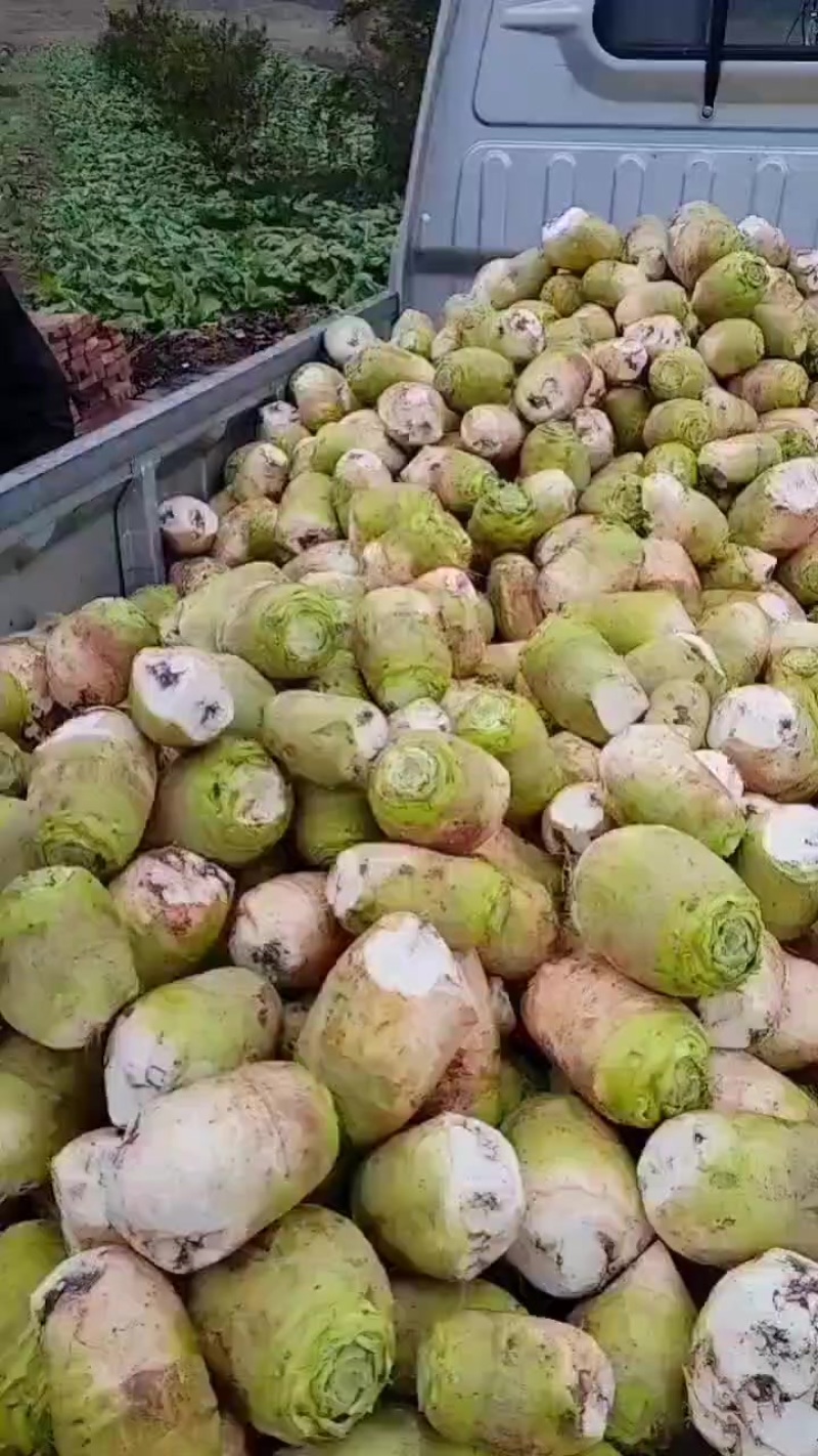 大头菜