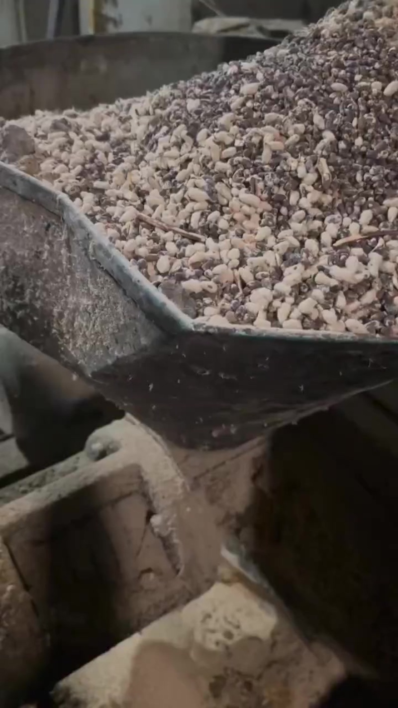 高熟化压片棉籽饼