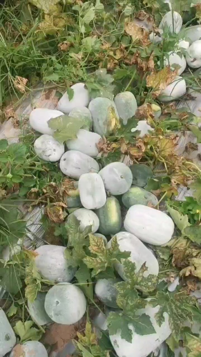 小冬瓜