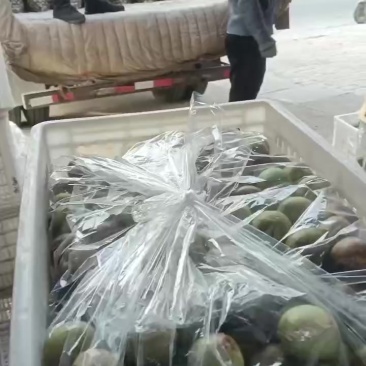 正宗沾化冬枣