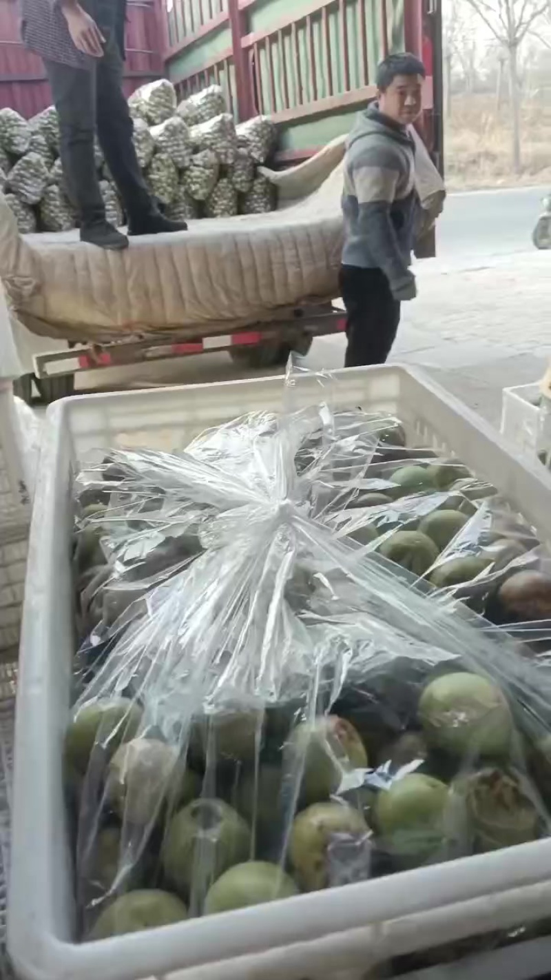 正宗沾化冬枣