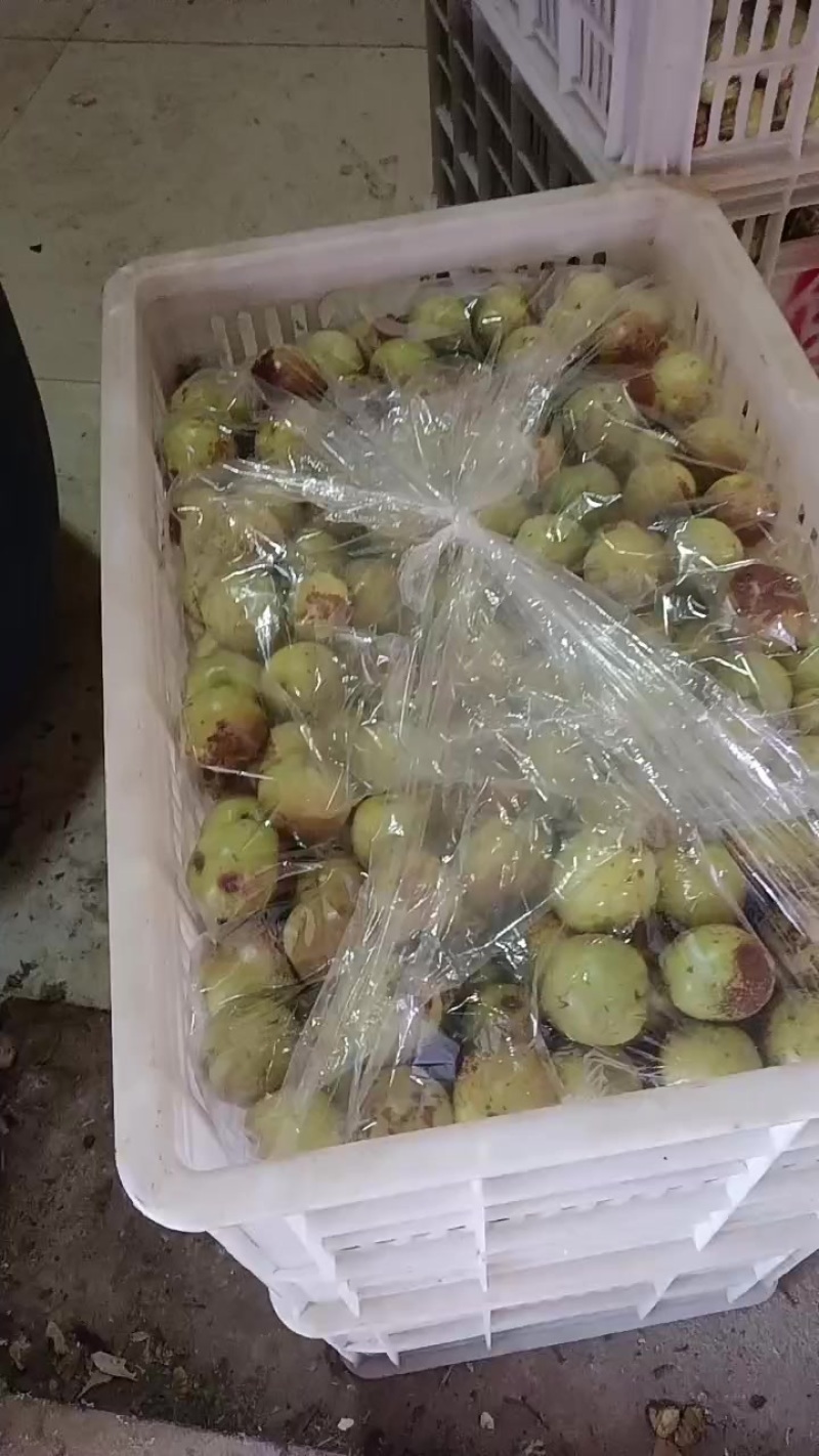 正宗沾化冬枣
