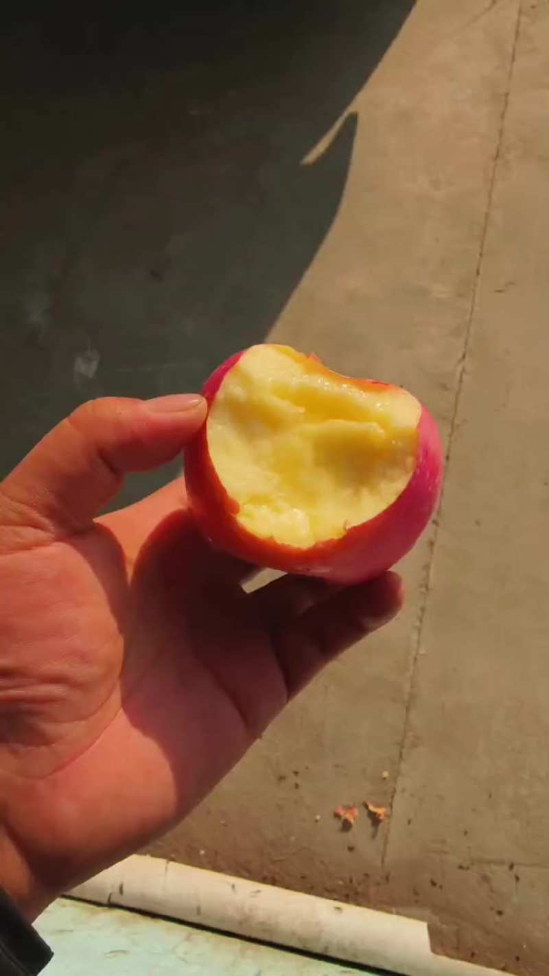 甘肃富士苹果