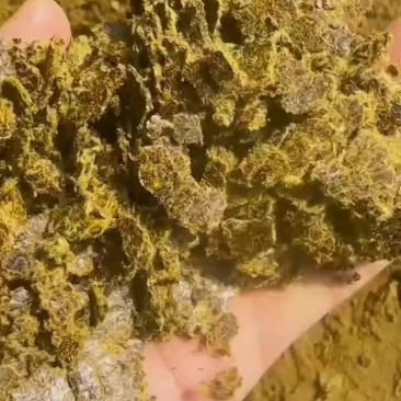 高熟化压片棉籽饼