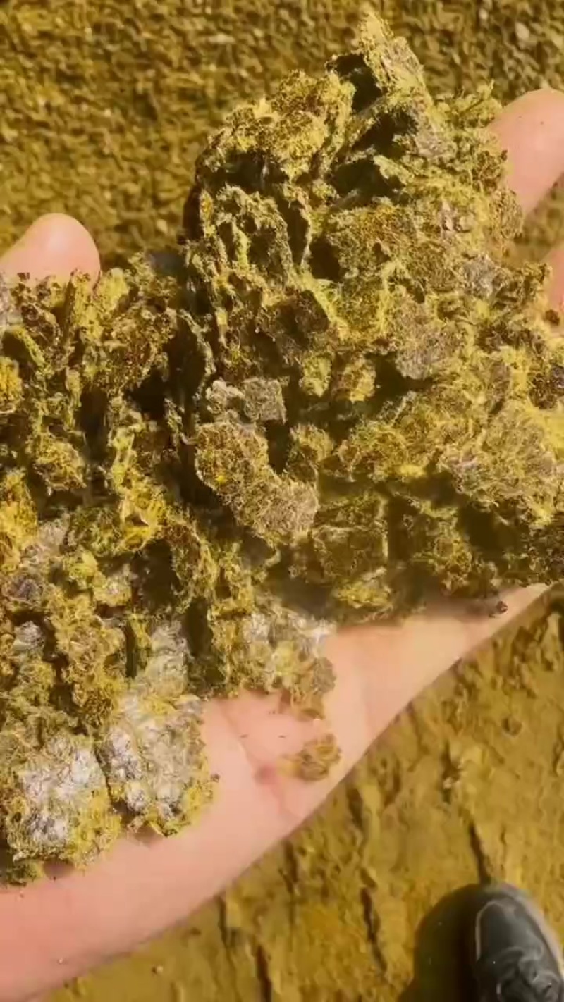 高熟化压片棉籽饼