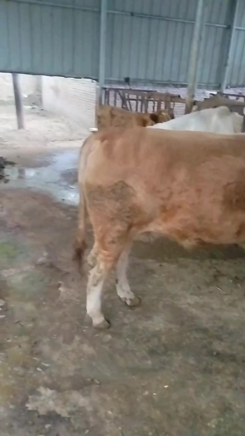肉牛养殖场