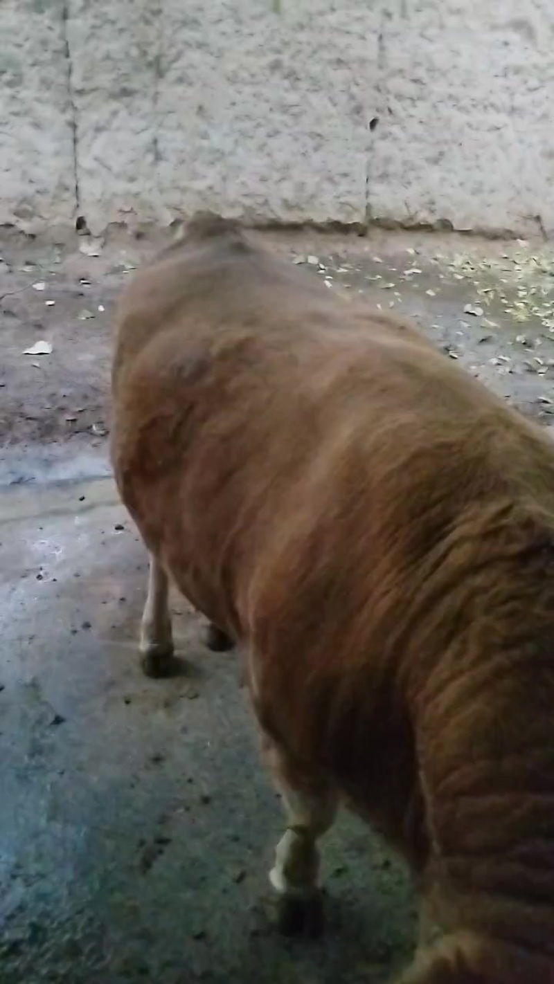 肉牛养殖场