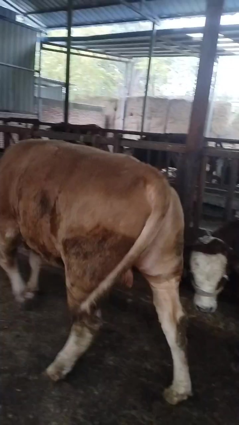 肉牛养殖场