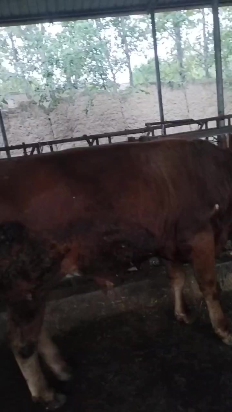 肉牛养殖场