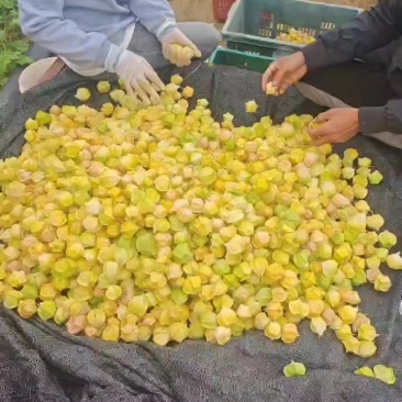 云南灯笼果黄菇娘果价格便宜货还好欢迎各大老板前来采购