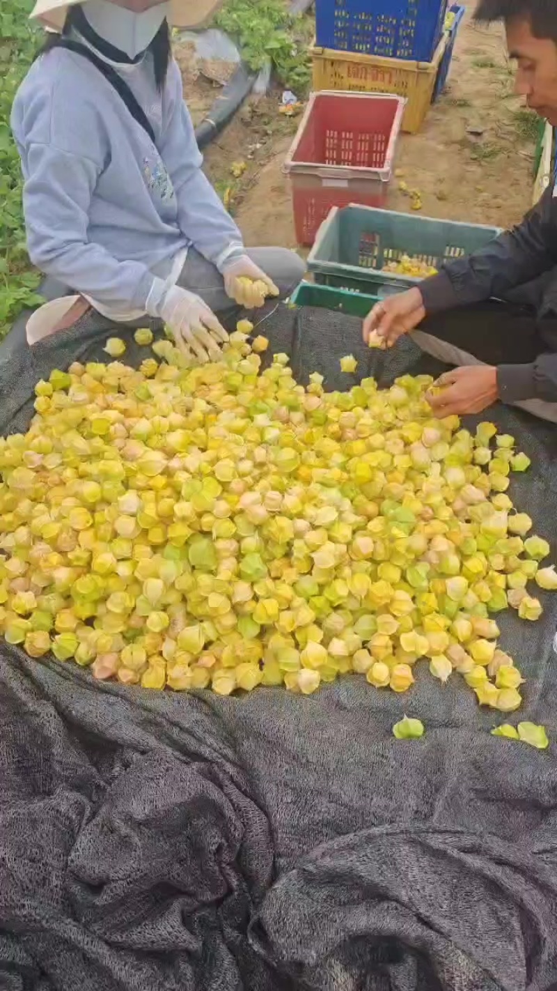 云南灯笼果黄菇娘果价格便宜货还好欢迎各大老板前来采购