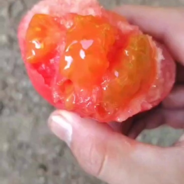 普罗旺斯西红柿假一赔百
