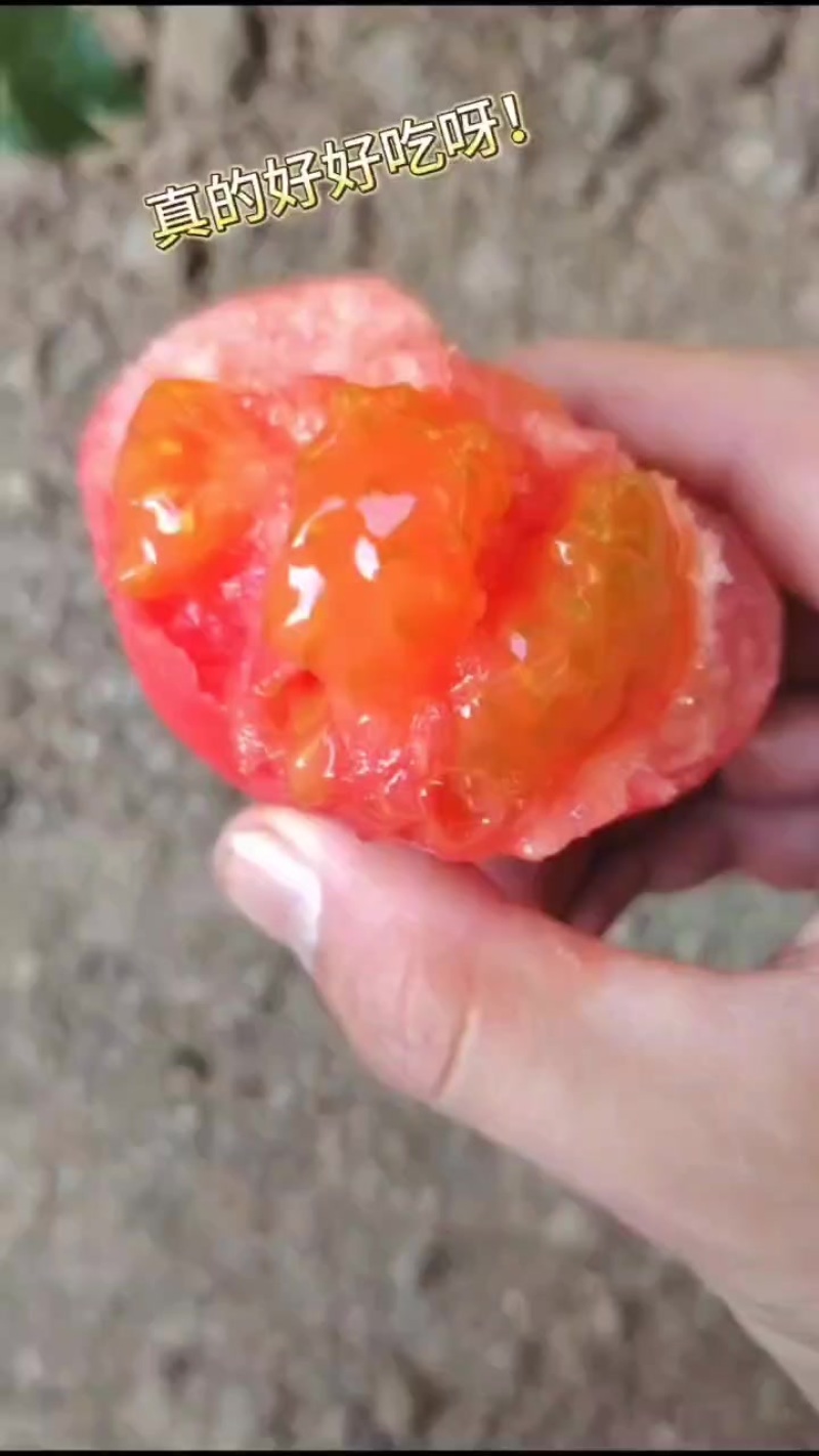 普罗旺斯西红柿假一赔百