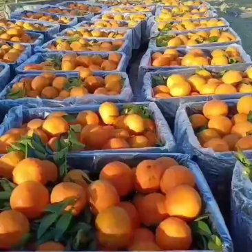 潮州柑（蕉柑）