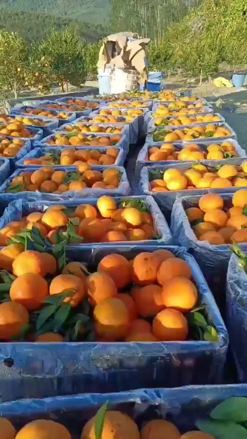 潮州柑（蕉柑）