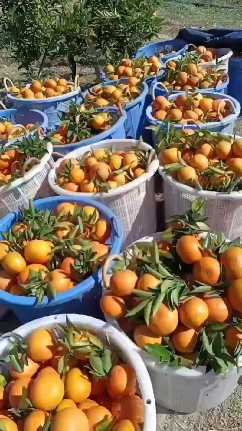 潮州柑（蕉柑）