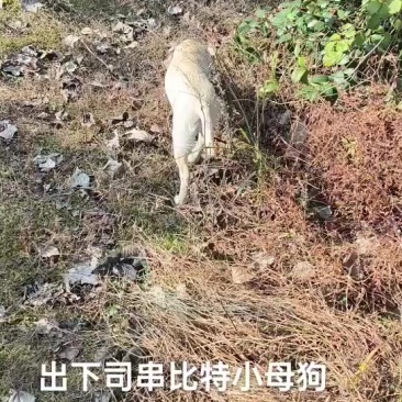 小狗