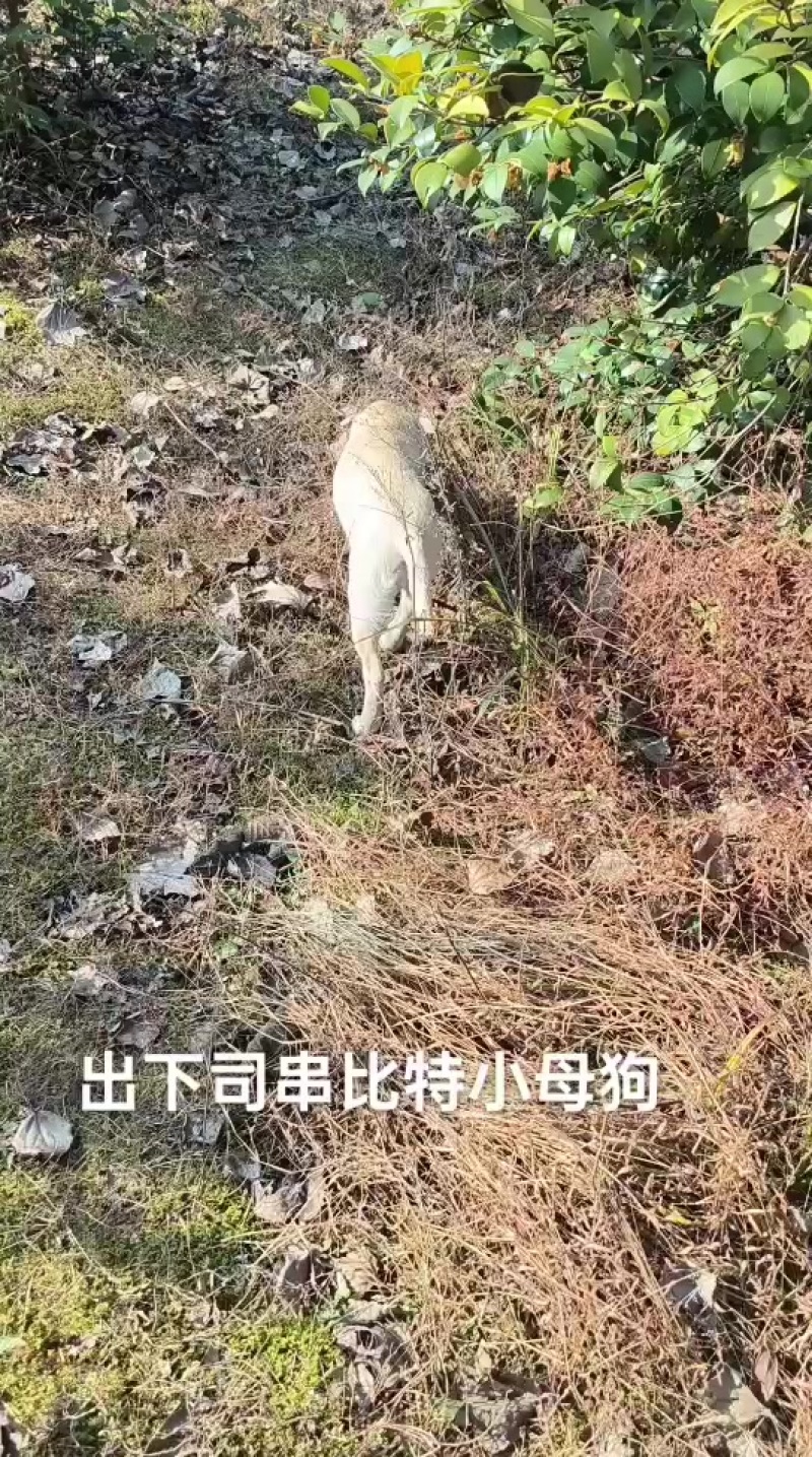 小狗