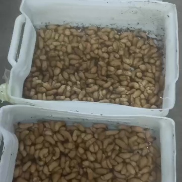 四川竹笋虫活虫速冻品零售批发价格优惠品质保证量大从优！