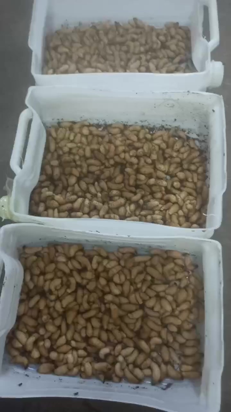 四川竹笋虫活虫速冻品零售批发价格优惠品质保证量大从优！