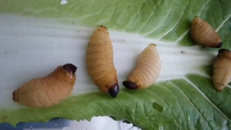 四川竹笋虫活虫速冻品零售批发价格优惠品质保证量大从优！