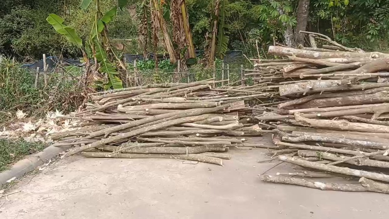 三叉苦