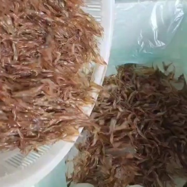 河虾冰鲜打包，也可以冻板，非常漂亮