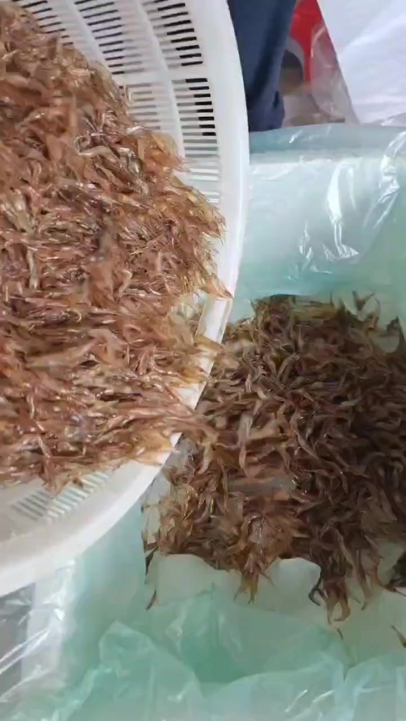 河虾冰鲜打包，也可以冻板，非常漂亮