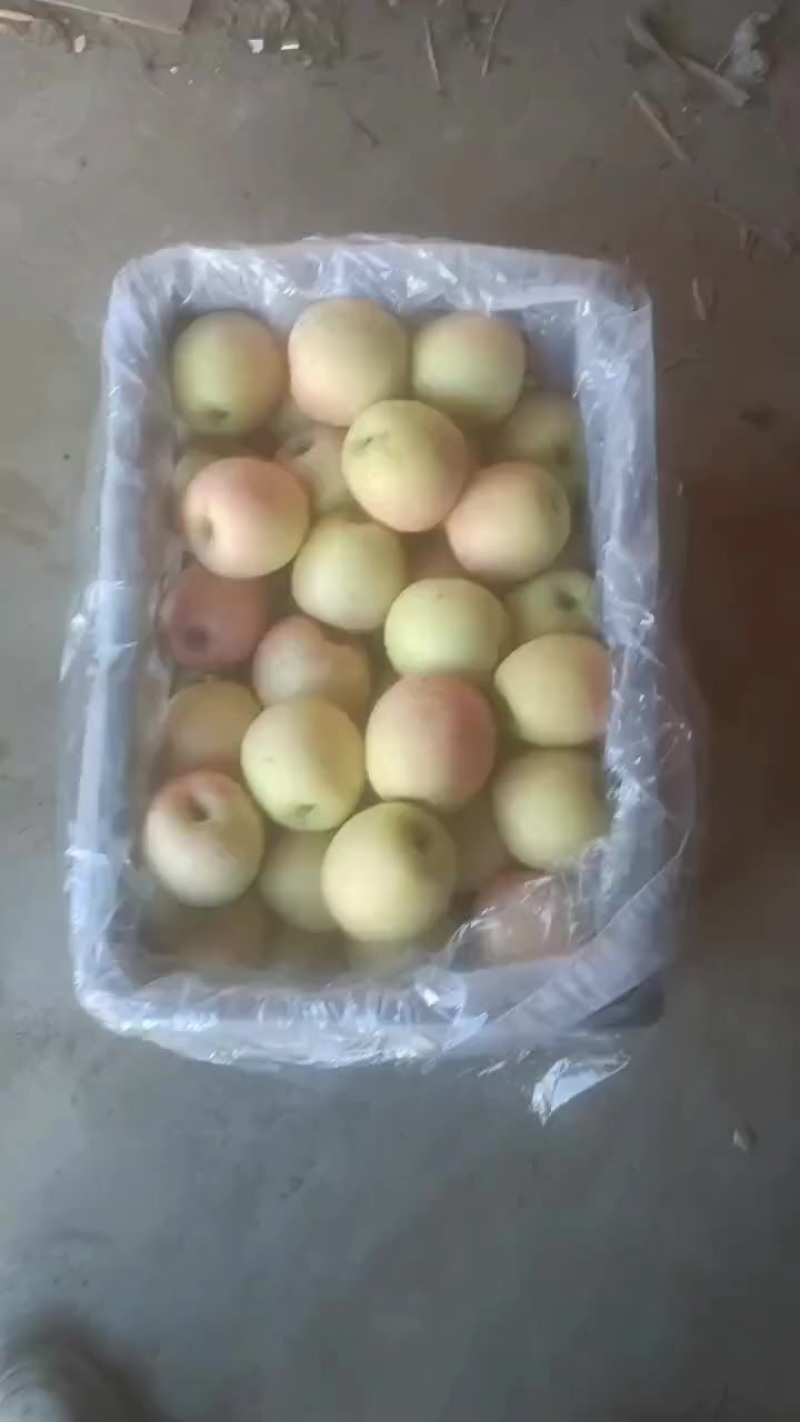 紅脸王林冷库有货，质量好脆甜可口，产地直销。