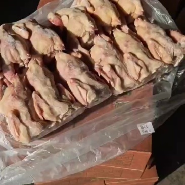三黄鸡